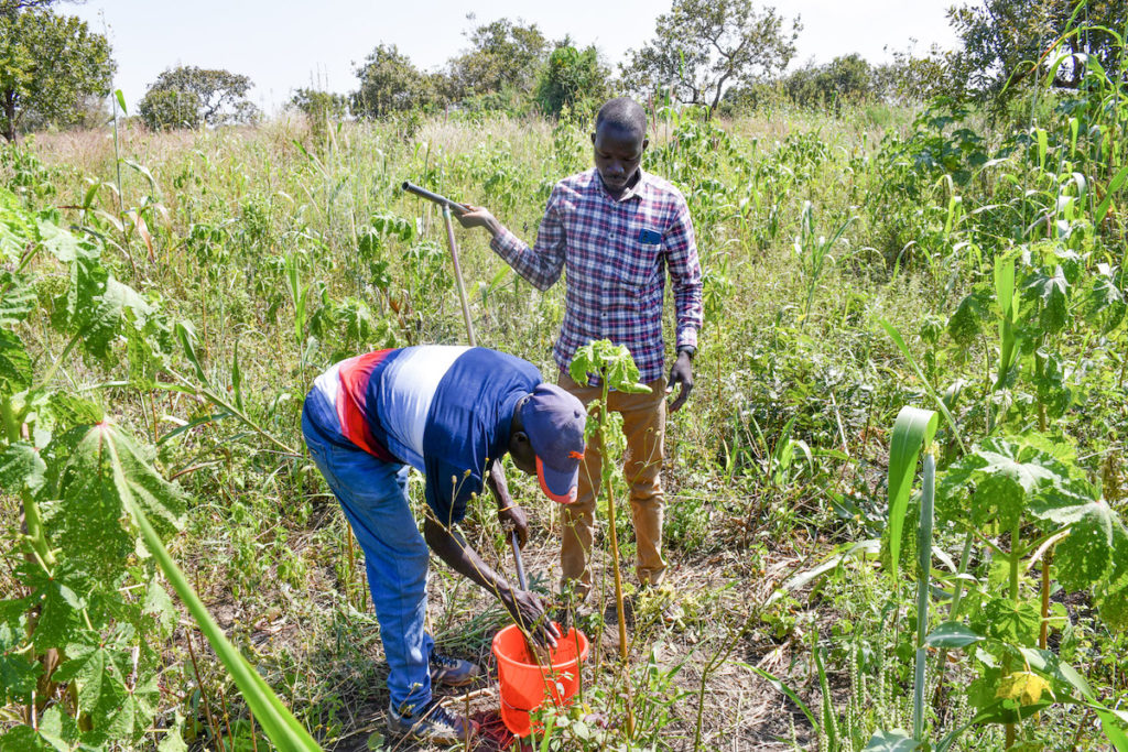 A men in a red, white, and blue shirt is bent over pushing a soil sample into a red bucket, while a man in checkered shirt to his right holds the soil sampling probe. They stand in a field of tall, green crops.