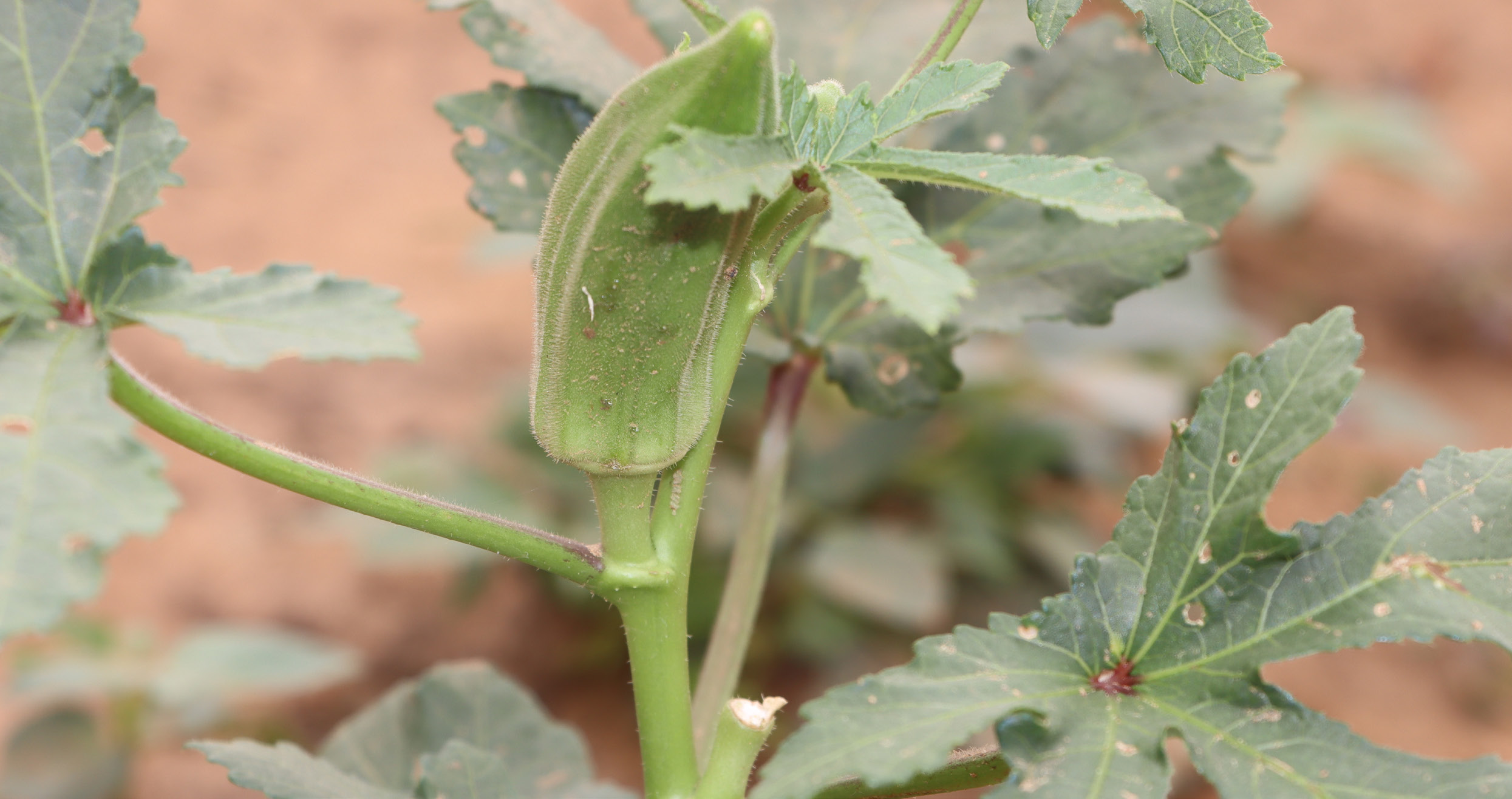 close-up of okra crop