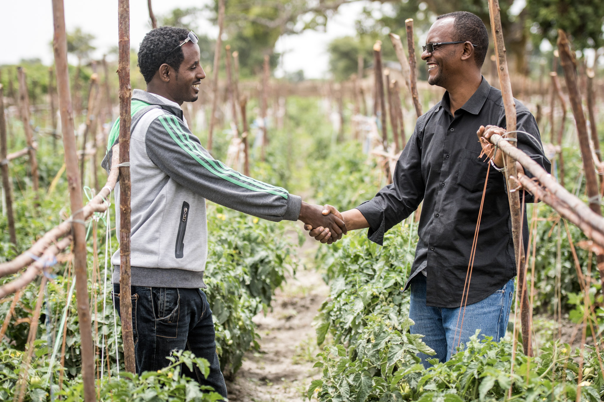 Ethiopian producers shake hands