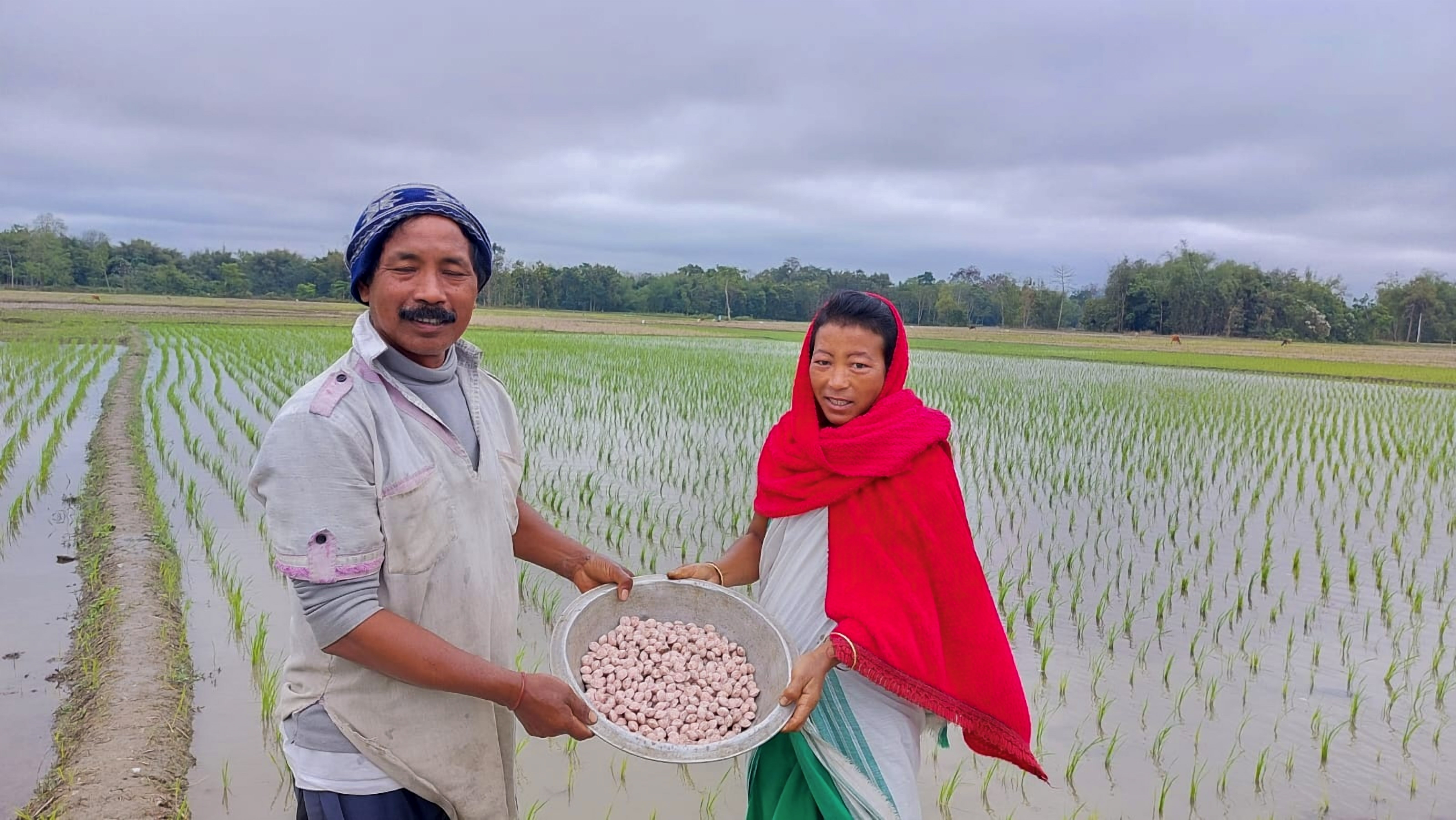 By using FDP briquettes, these farmers will increase rice production and decrease the amount of fertilizer used.