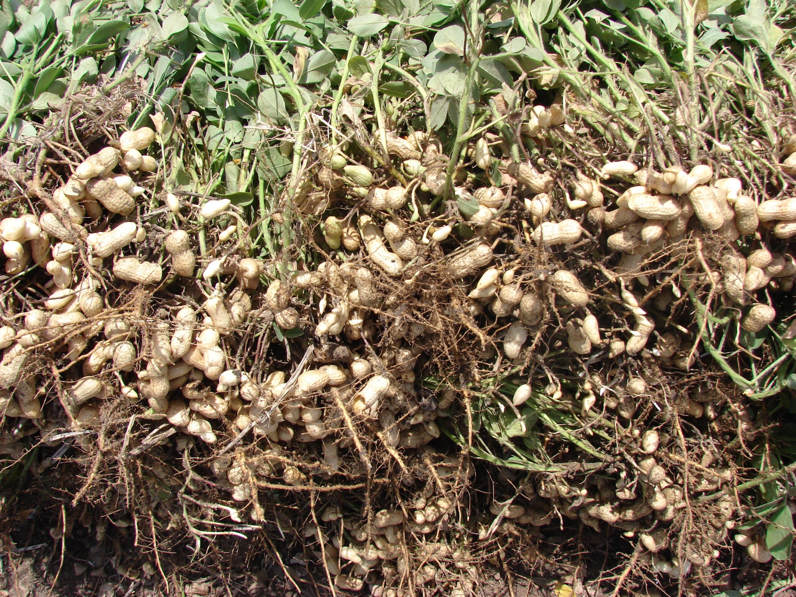 Groundnuts during harvest