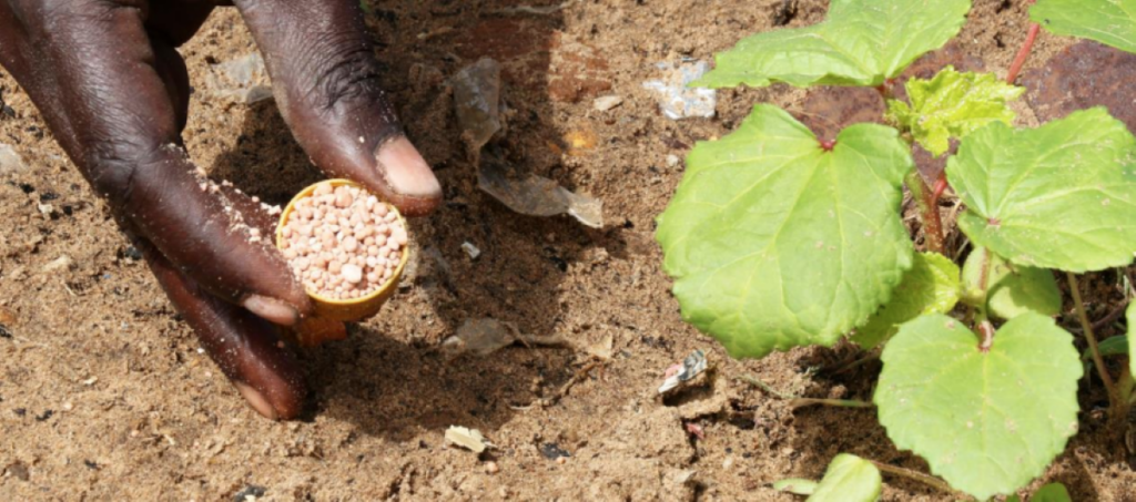 A hand holding fertilizer next to a plant on the ground.