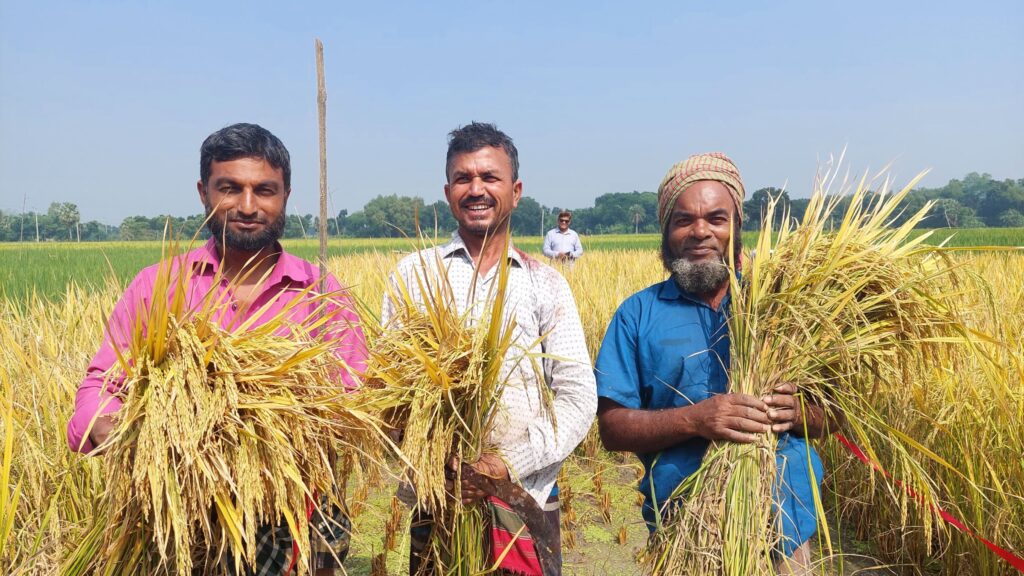Three farmers in a crop cutting demonstration event in Bangladesh.