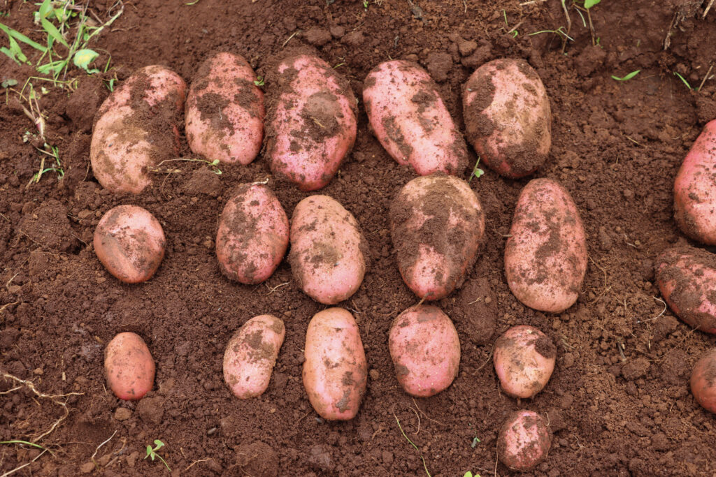 Potatoes arranged in the dirt
