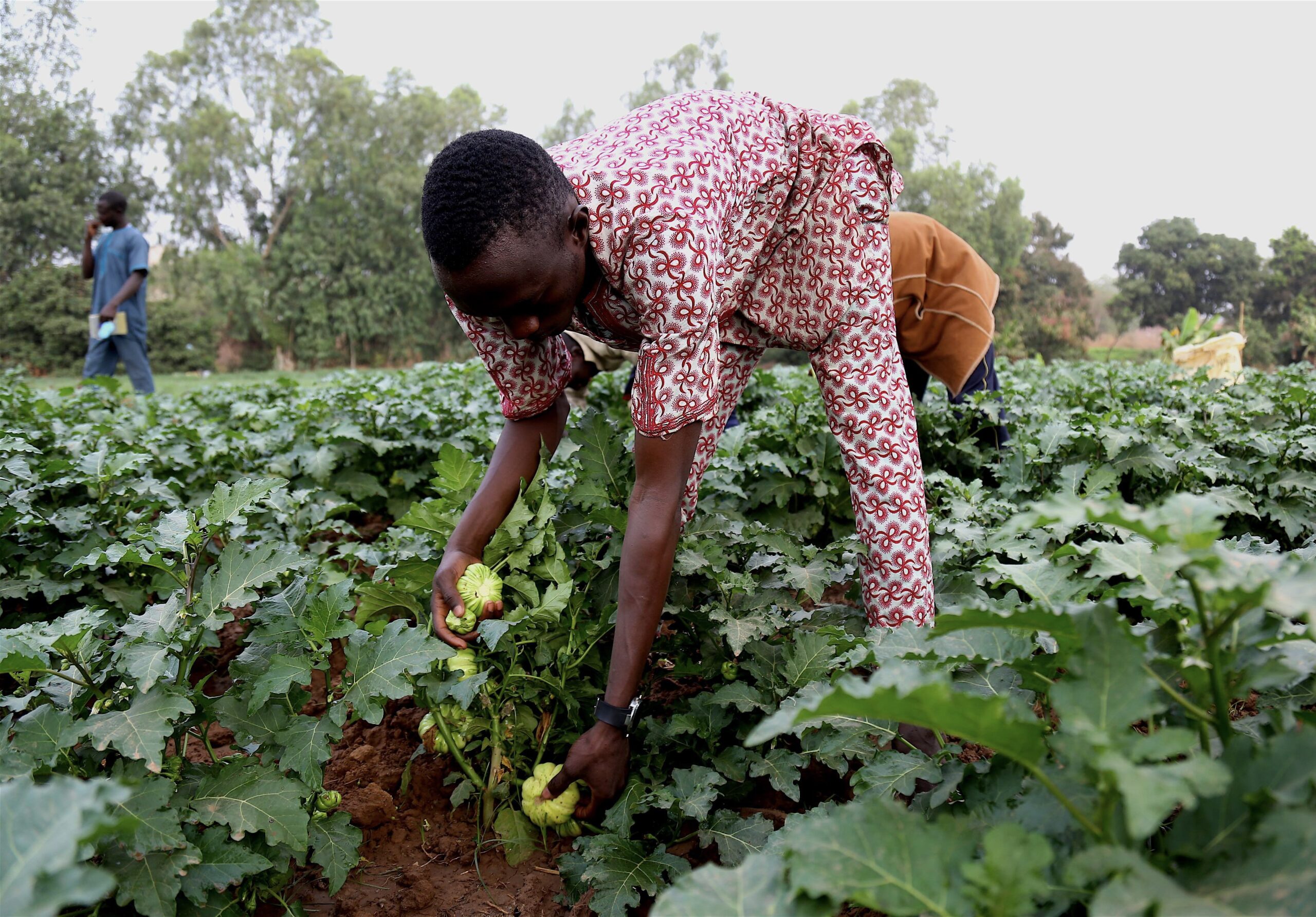 A man harvesting Legumes in a field