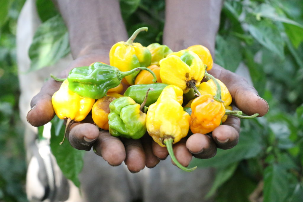 This image has an empty alt attribute; its file name is Senegal_DundelSuuf_VarietyofPeppers-1024x683.jpg