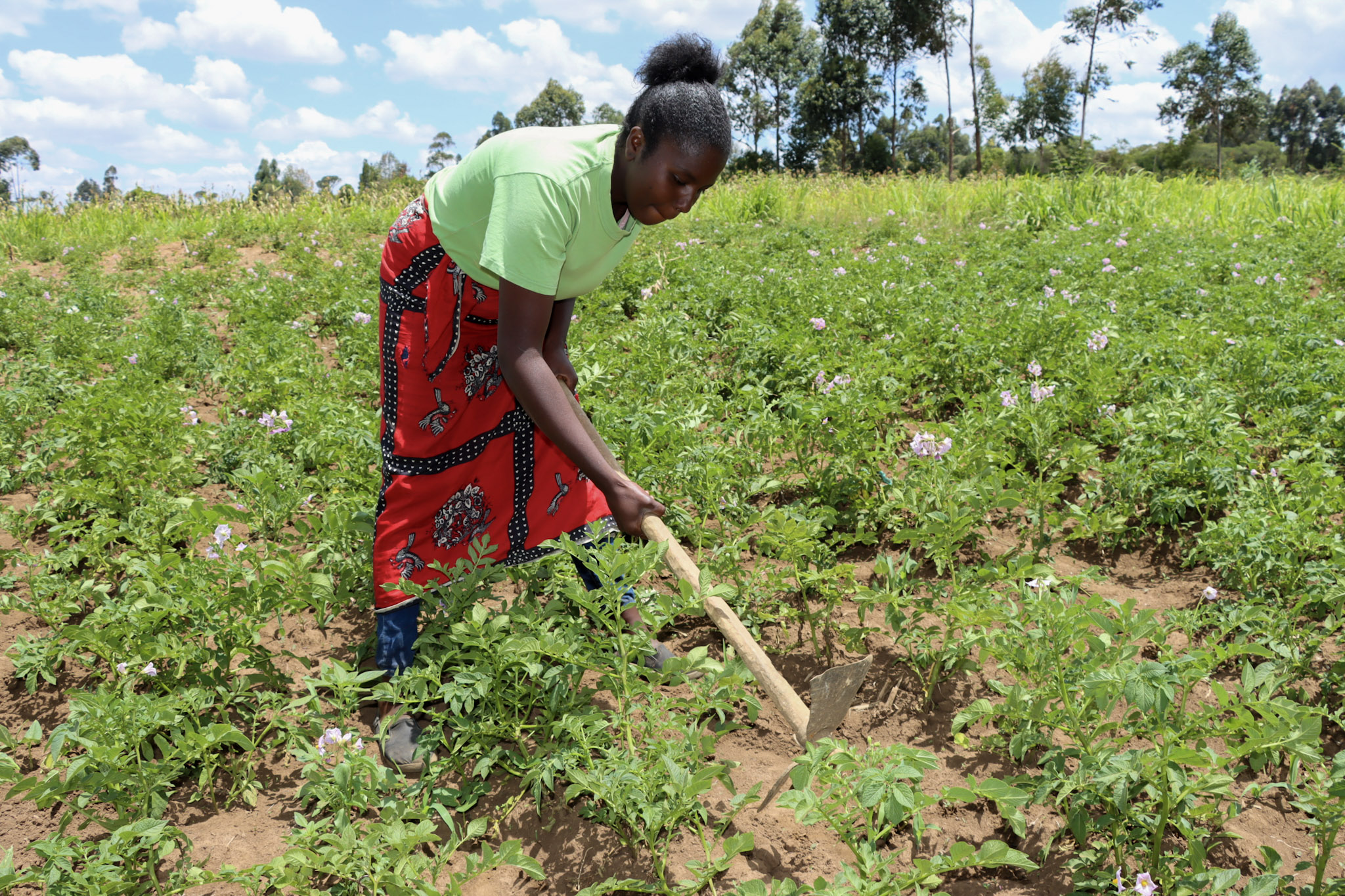 Ifdc IFDC Boosts Soil Health and Agricultural Productivity in Kenya - IFDC