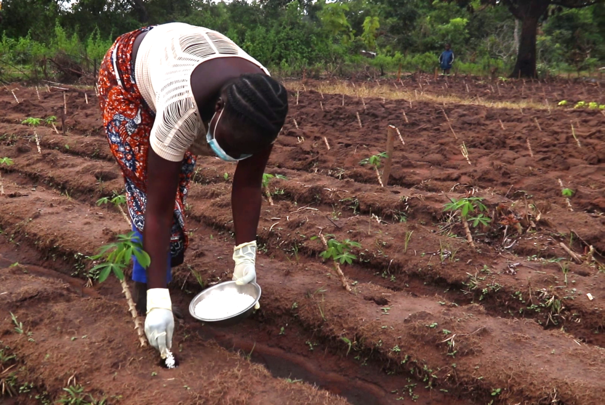 A woman farmer placing fertilizer to her crops. 