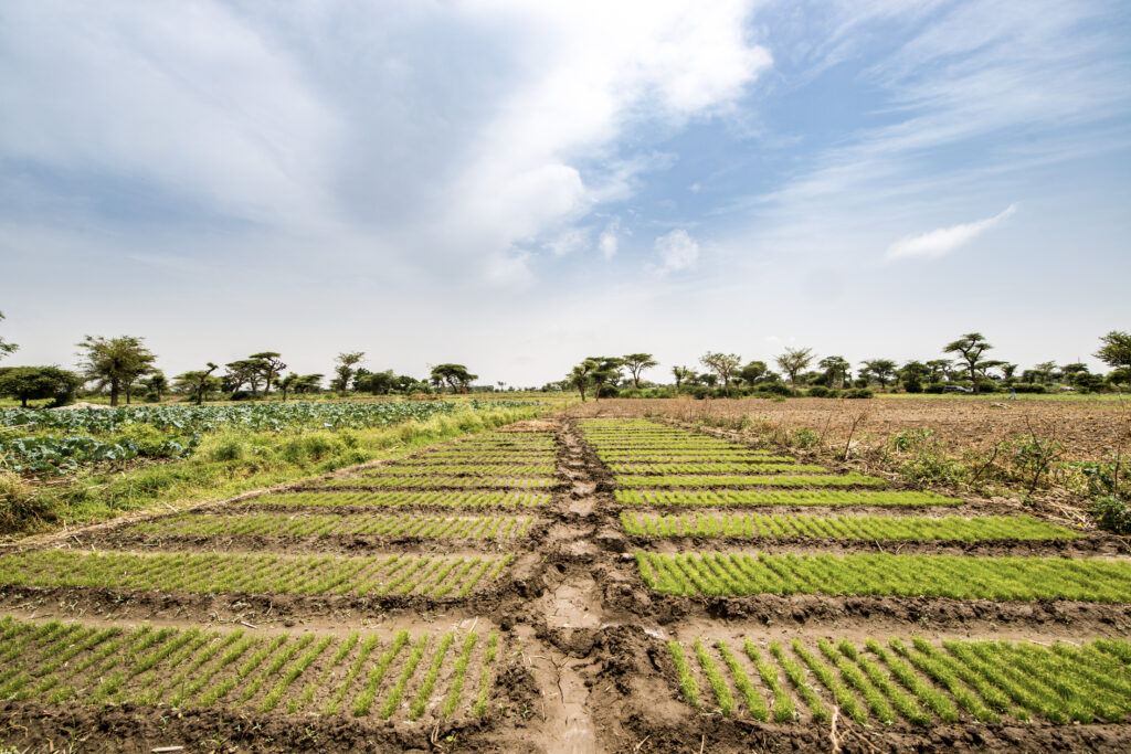 Meki Batu Ethiopia - Fruit and Vegetable Growers Cooperative