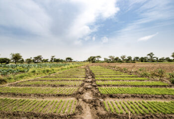 Meki Batu Ethiopia - Fruit and Vegetable Growers Cooperative