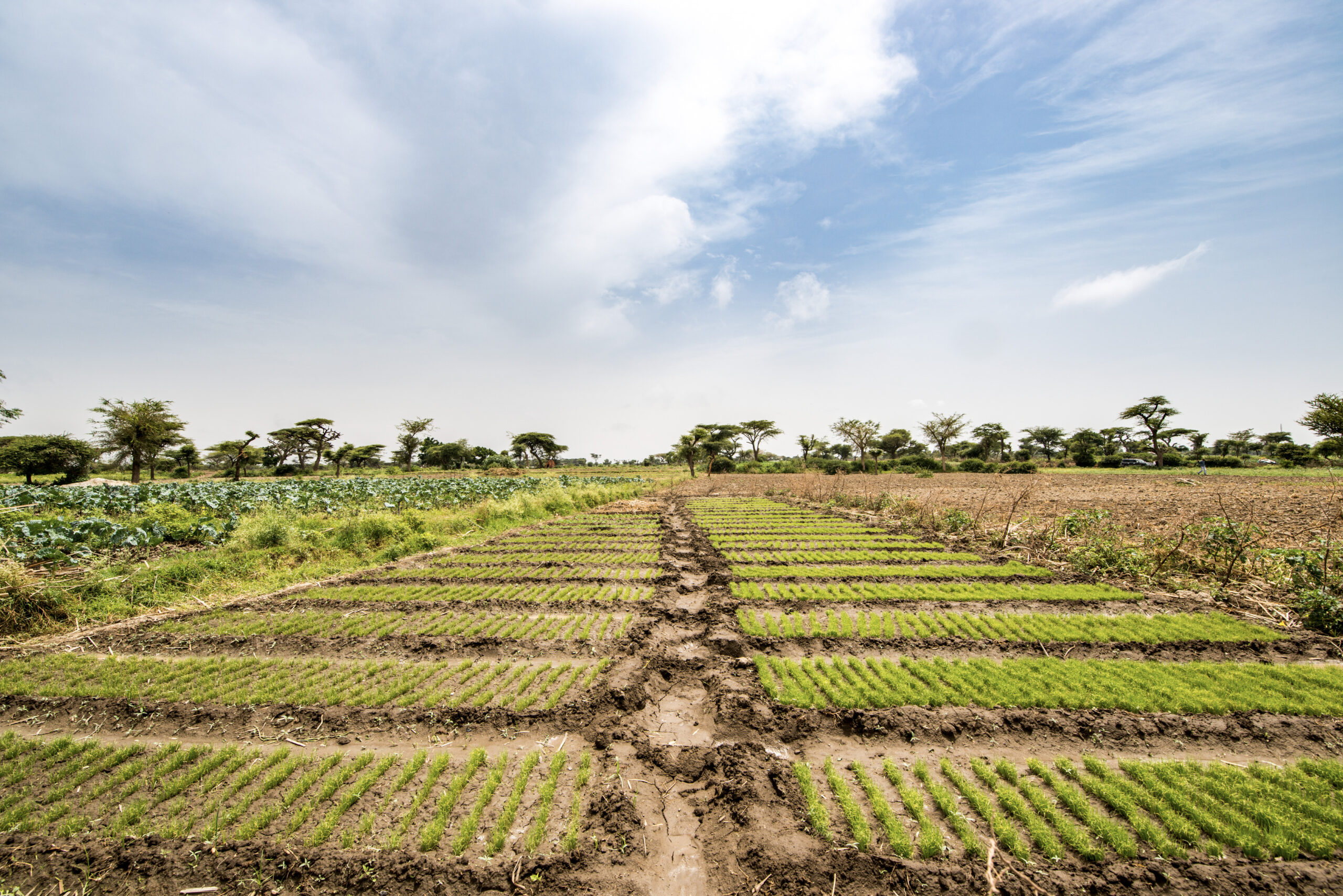 Focus On: The AFSH Action Plan - IFDC