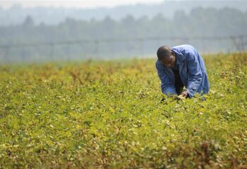 A production manager monitoring a potato field.