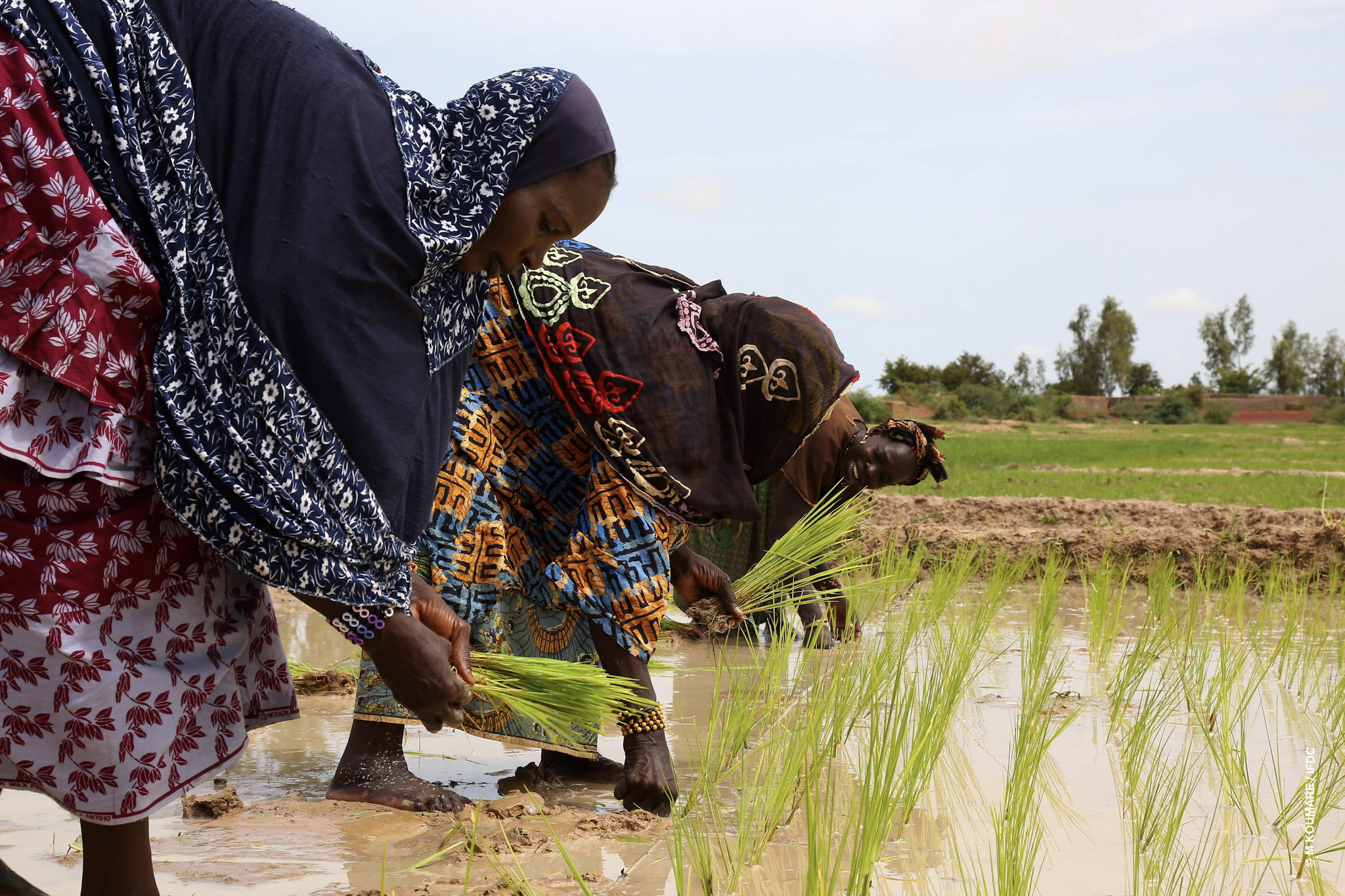 Women transplant rice seedlings in the ground.