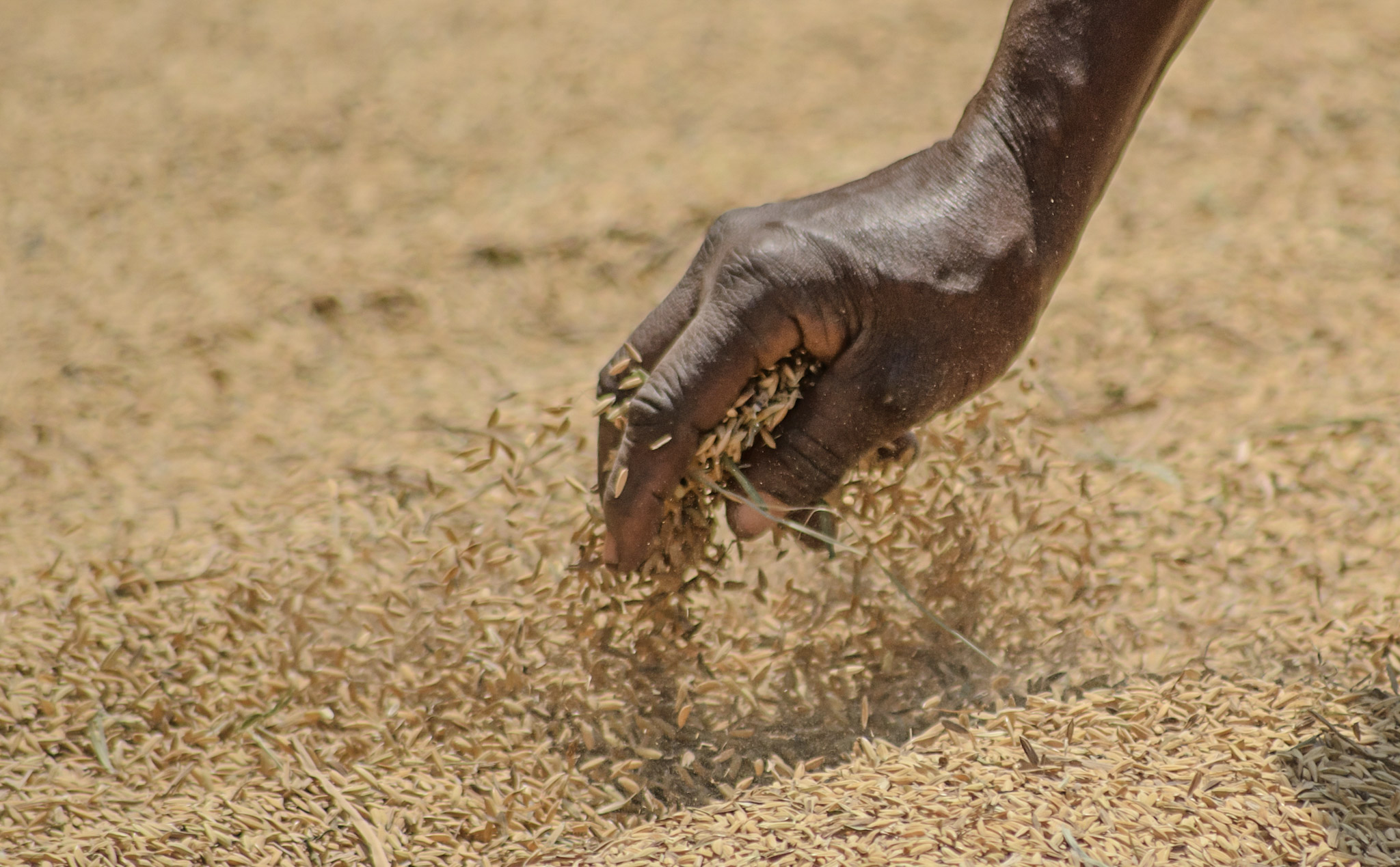 Rice being distributed by champion Nebnooma