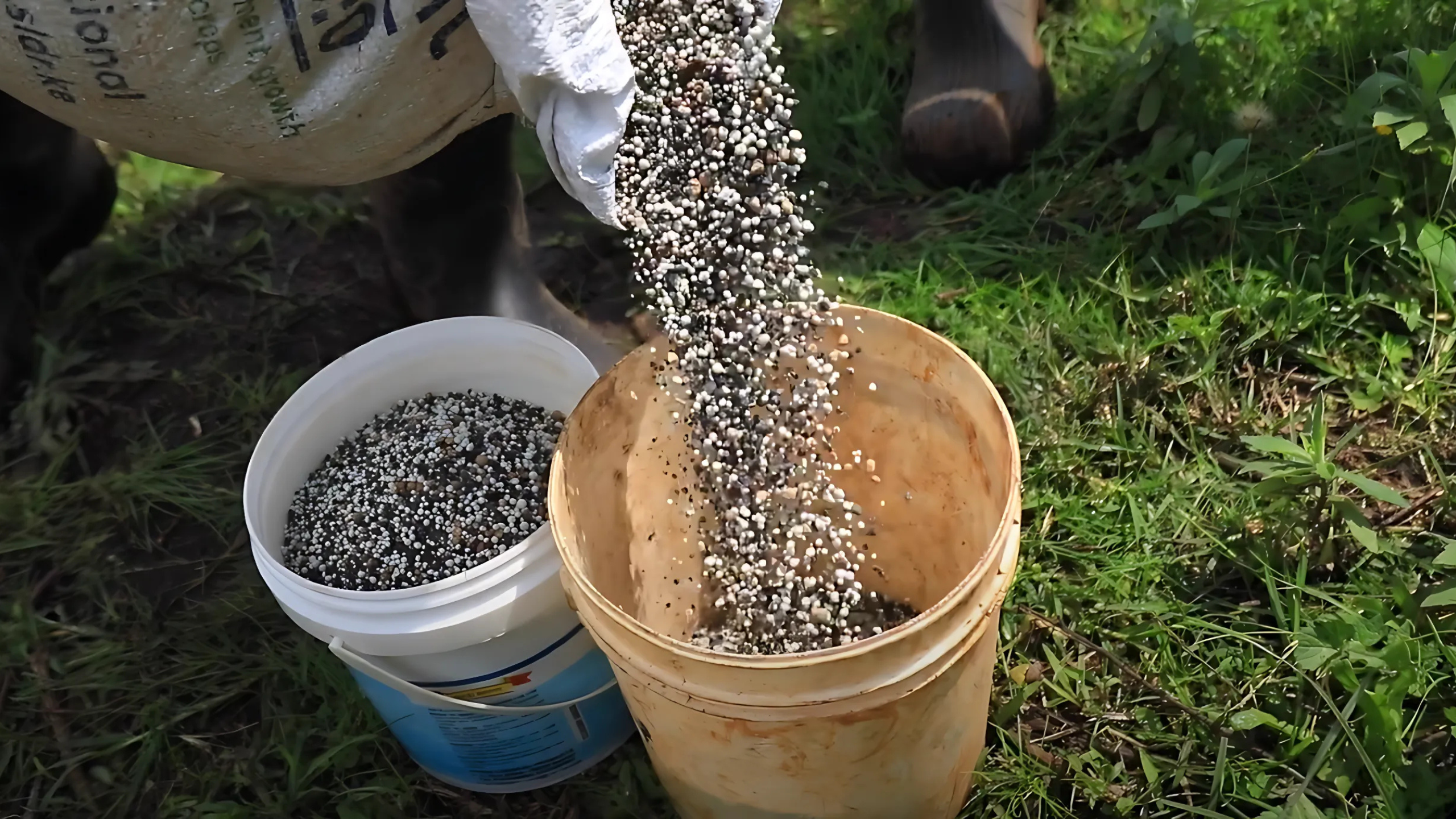 Fertilizer being poured into a bucket.