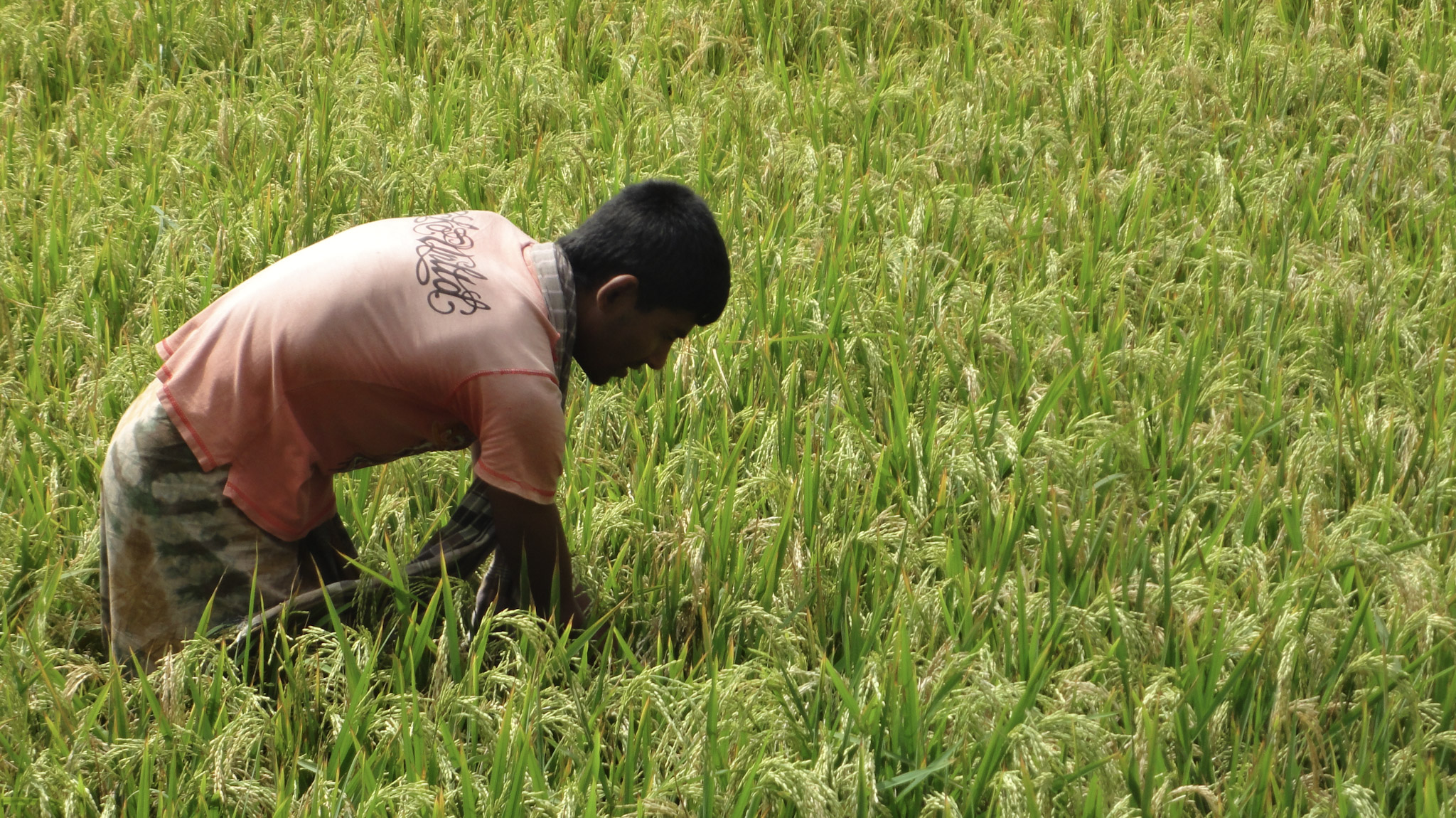 A man in a rice field.