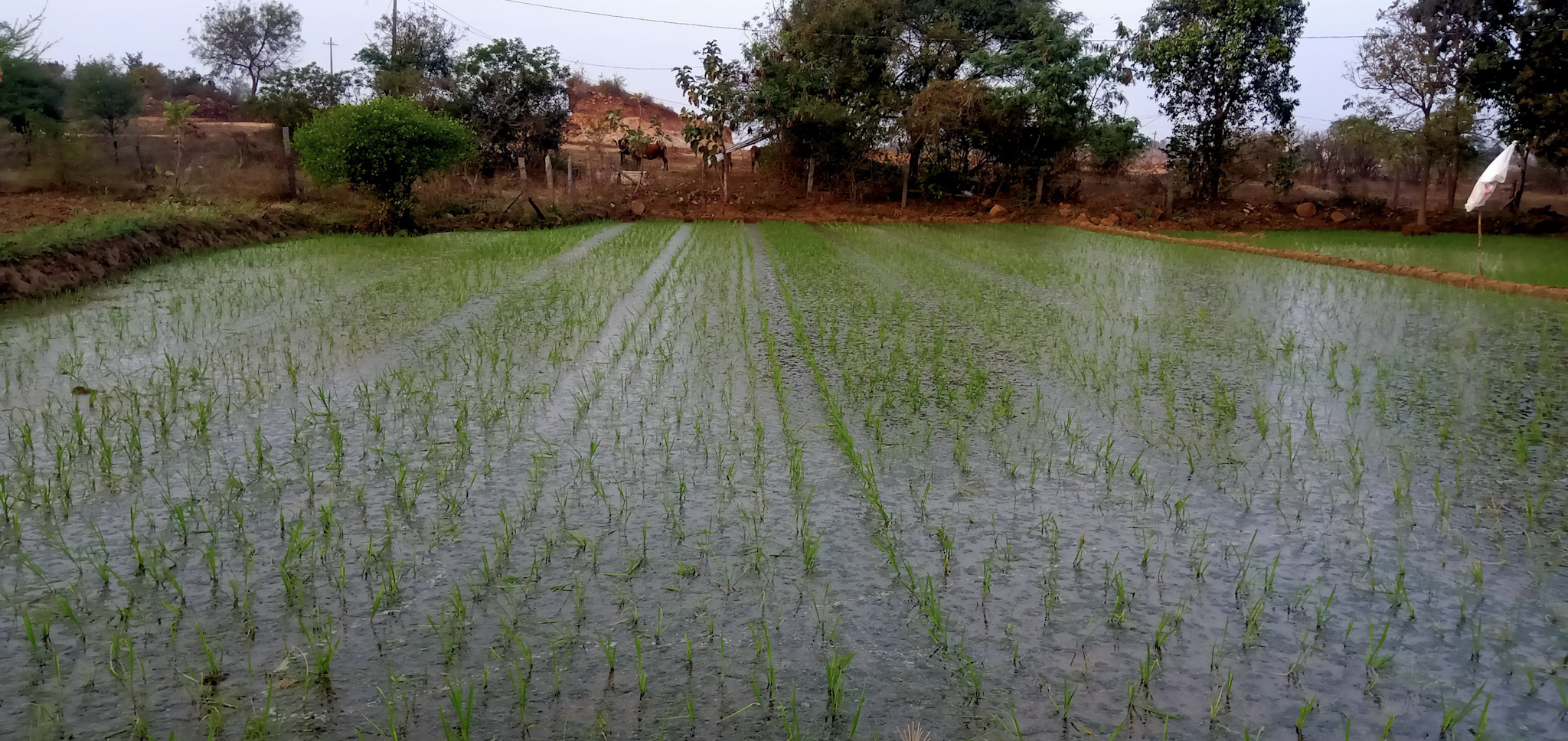 Photo of a rice field. 