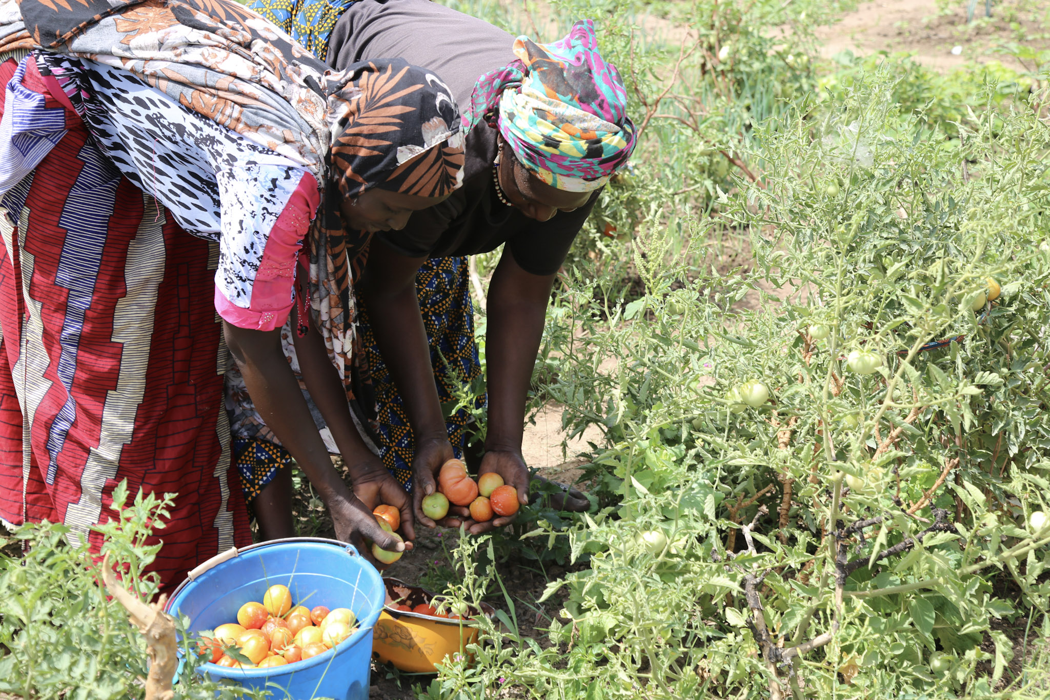 Two women harvests tomatoes together in a field. 
