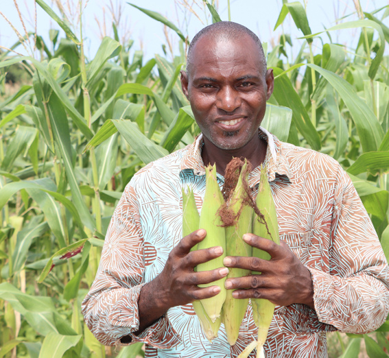 Farmer holding a bundle of corn.