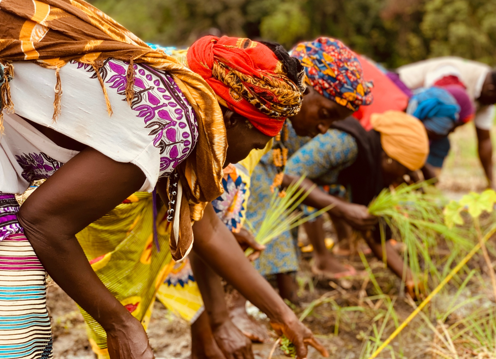 Women transplanting rice seedlings in the ground.