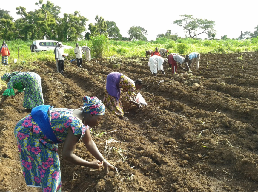 Farmers in a field transplanting seeds. 