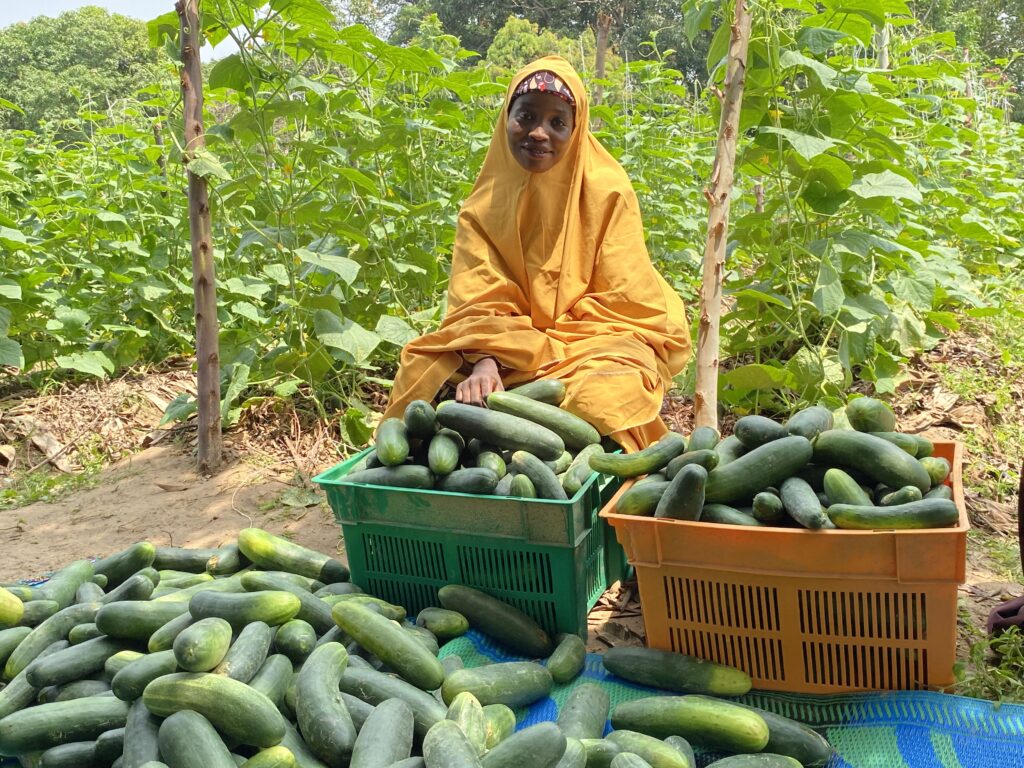 A women by crates full of cucumbers.