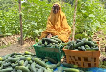 A women by crates full of cucumbers.