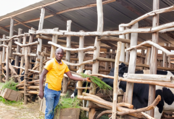 Déogratias Nshimirimana standing next to a fence and feeding his cows.