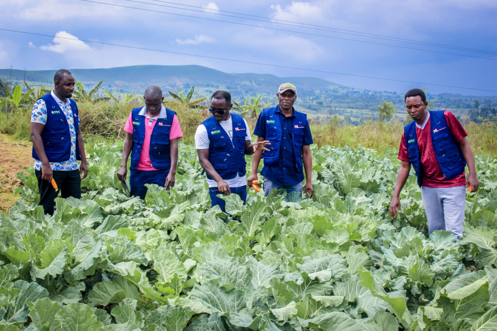 Team members view a cabbage field.