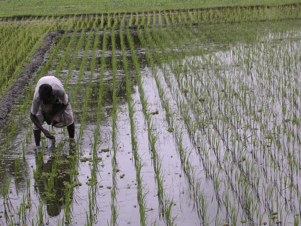 A farmer checking on the transplanted rice seedlings in the field.