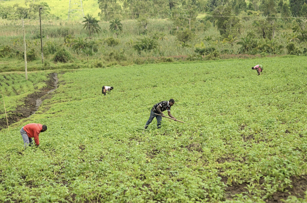Local farmers tending to a potato field.