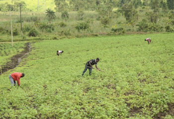 Local farmers tending to a potato field.