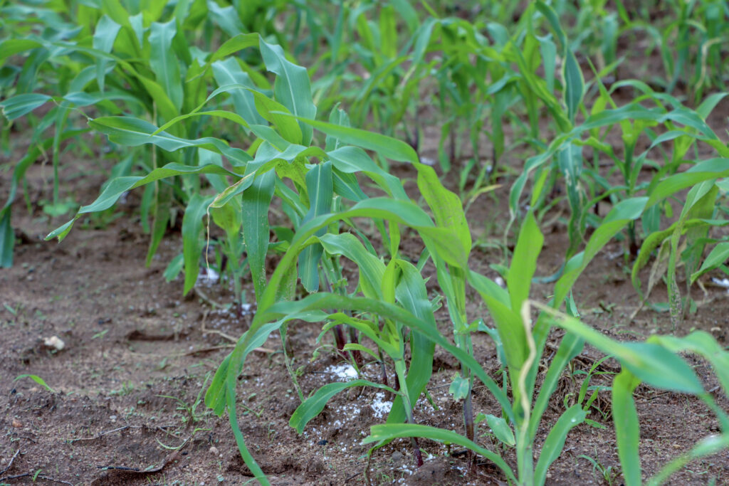 A field applied with fertilizers to improve plant production.