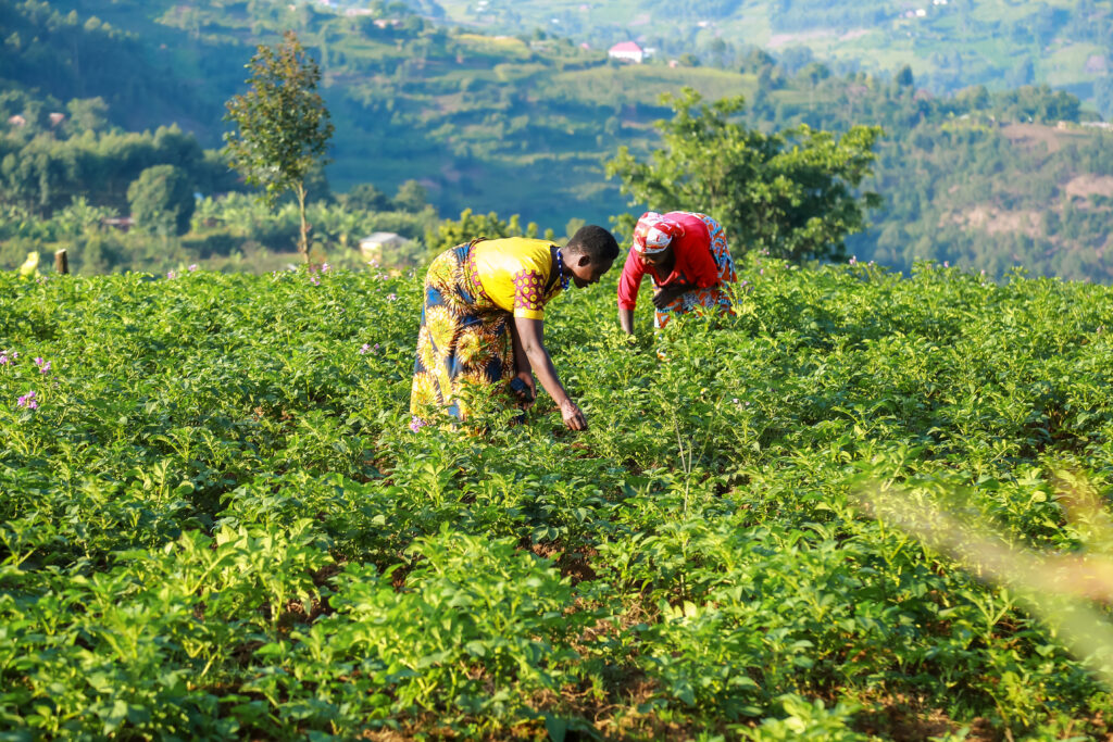 Farmers monitoring crop growth in a productive field.