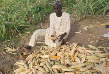 Ibrahim Inoussa sits by a multitude of harvested corn from the applied soil fertility approaches gained by training done from Soil Values.