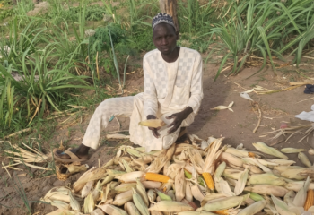 Ibrahim Inoussa sits by a multitude of harvested corn from the applied soil fertility approaches gained by training done from Soil Values.