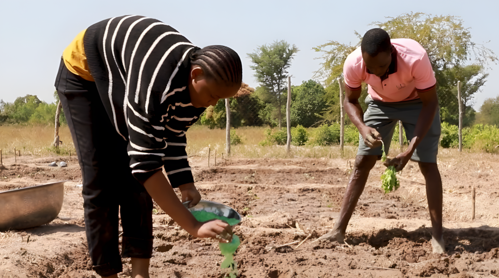 Soil Values Field Agent Vanessa Bouima incorporates Barbary Plante to the demonstration plots established to see it's impact on the soil in Burkina Faso.