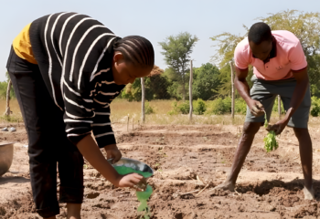 Soil Values Field Agent Vanessa Bouima incorporates Barbary Plante to the demonstration plots established to see it's impact on the soil in Burkina Faso.