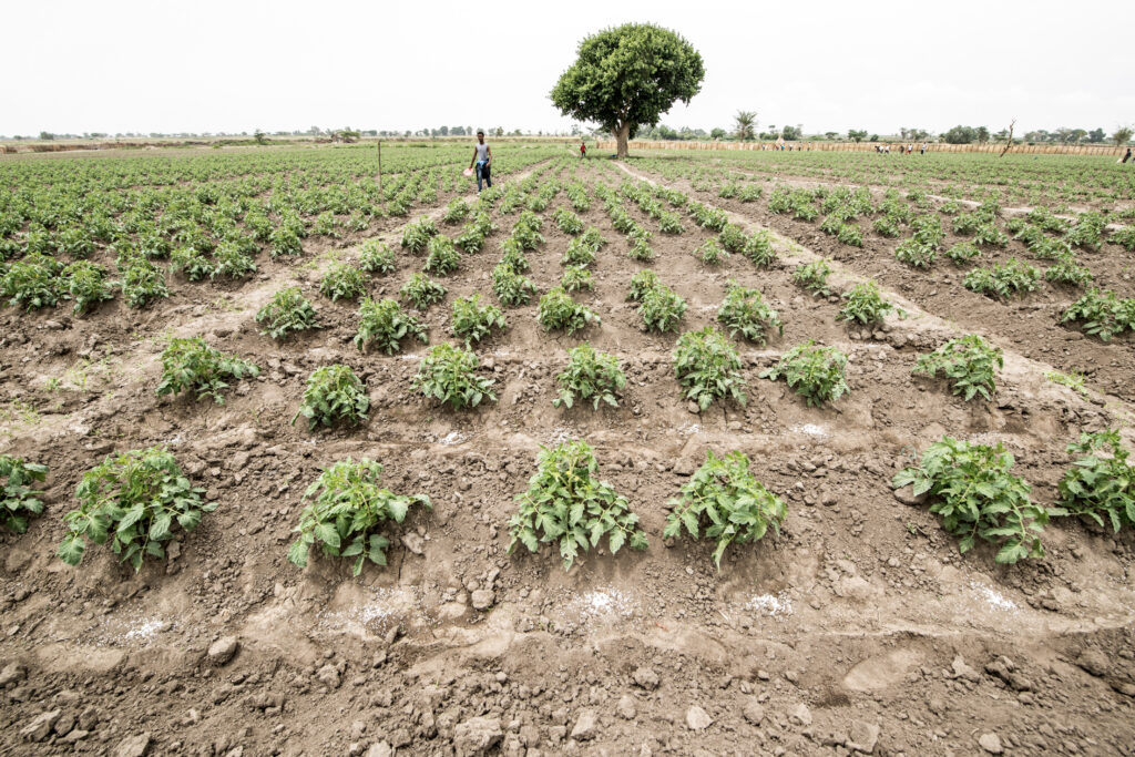 Farmers applying fertilizer to their field to increase productivity and soil health.