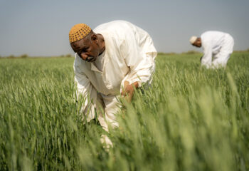 A farmer applying fertilizer to his wheat farm in New Halfa, Sudan.