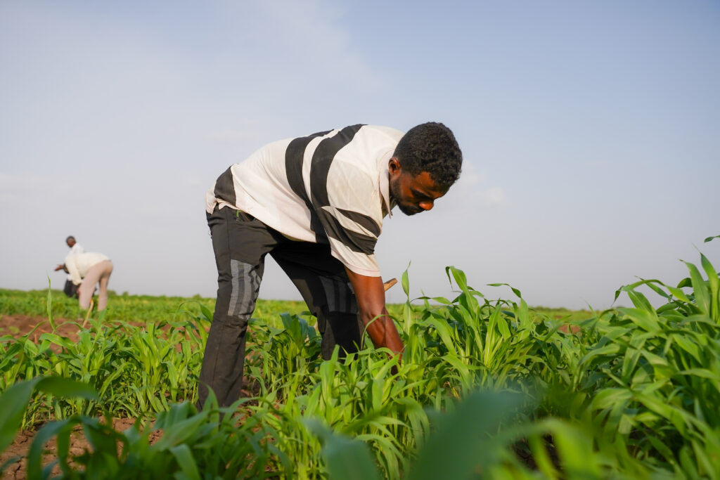 A farmer applying fertilizer to his healthy sorghum plantation, as part of the Gezira Scheme, in Sudan.