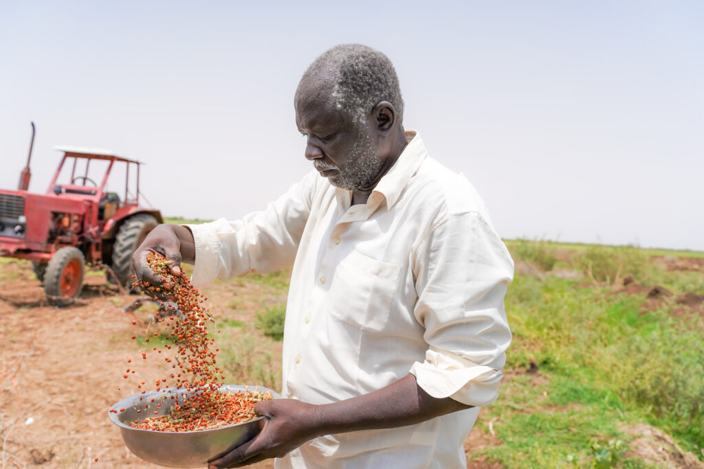 A farmer in Sudan sorting his pigeon pea seeds in readiness for planting. Photo: Sustain Sudan