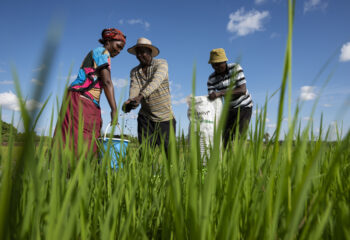 Farmers in Kenya spread organic fertilizer, developed by MIT spinout Safi Organics, to help improve the yield of their farmlands. [Safi Organics]