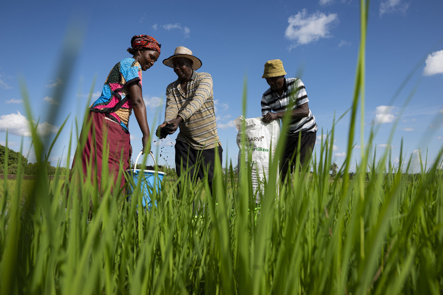 Farmers in Kenya spread organic fertilizer, developed by MIT spinout Safi Organics, to help improve the yield of their farmlands. [Safi Organics]