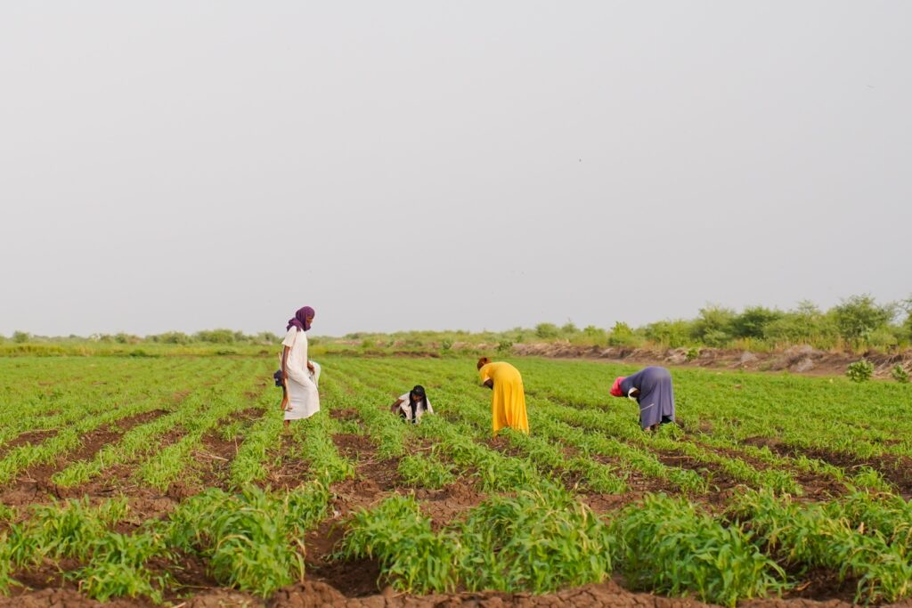 Women farmers tend to their sorghum farm in New Halfa Irrigation Scheme, Sudan. Photo: Sustain Sudan