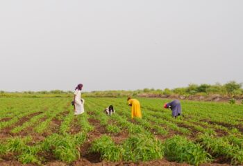 Women farmers tend to their sorghum farm in New Halfa Irrigation Scheme, Sudan. Photo: Sustain Sudan