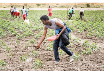 An Ethiopian farmer places fertilizer on a field.