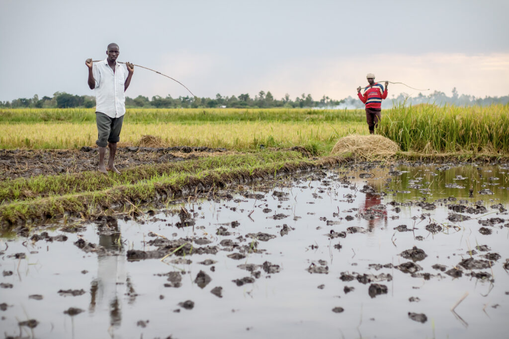 Ugandan farmers standing next to a rice field.