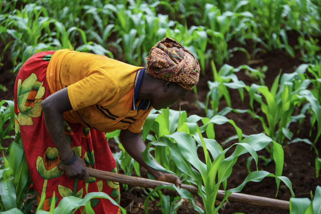 A woman farmer from Burundi tends to her field.