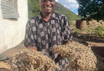 Tomé Armando André displays his sorghum harvest from an improved variety introduced through the 3R program.
